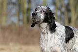SETTER ANGLAIS 017